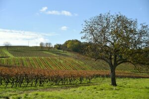 Paysage charentais